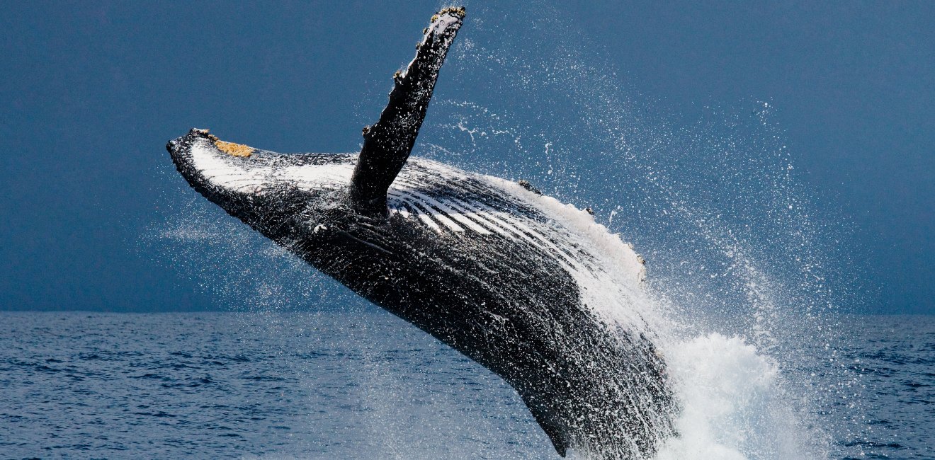 Baleine a bosse sautant hors de l'eau au large de la Martinique