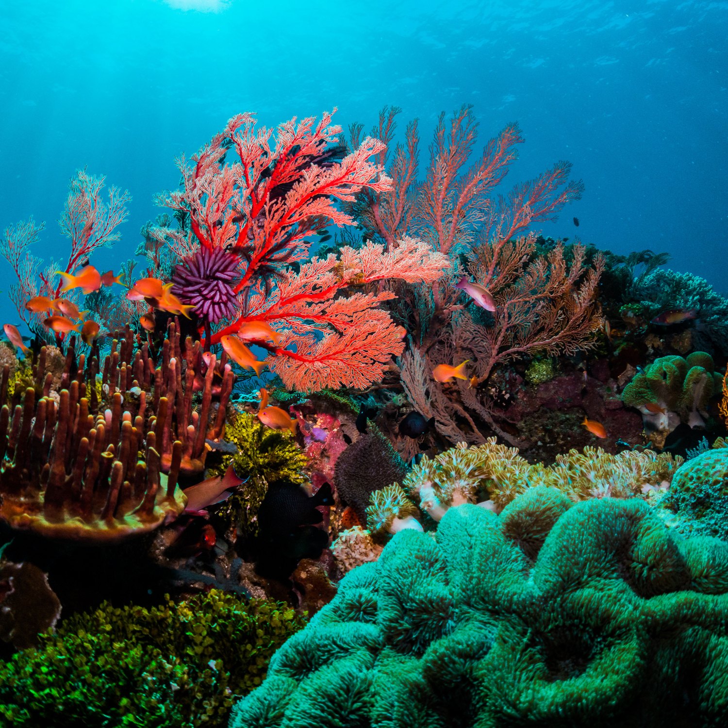 Jardin de coraux colores explore en snorkeling en Martinique