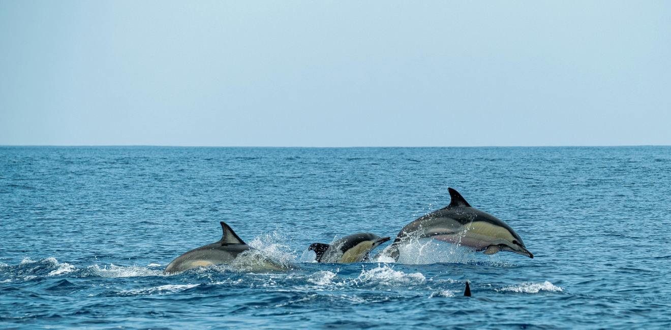 Excursion en mer en Martinique : dauphins observés au large