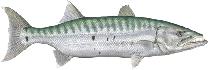 Barracuda — Sphyraena barracuda