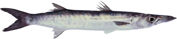 Bécune — Sphyraena sp.