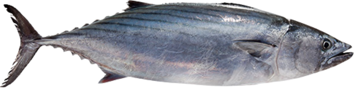 Bonite / thonine — Euthynnus alletteratus