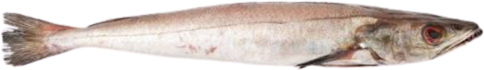 Coulirou (gros yeux) — Selar crumenophthalmus
