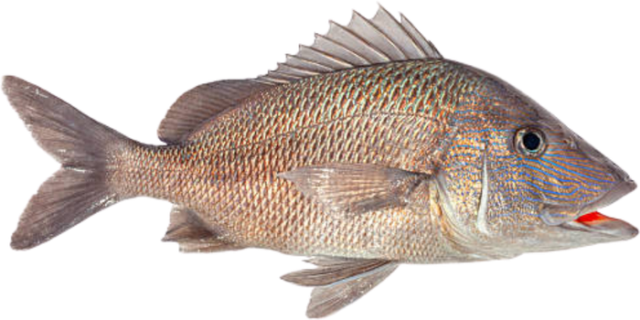 Gorette / grondeur — Haemulon sp.