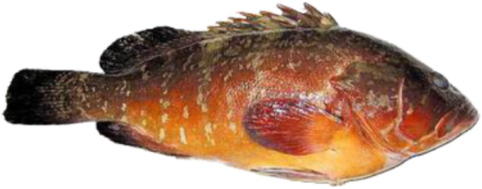 Mérou / vieille — Epinephelus sp.