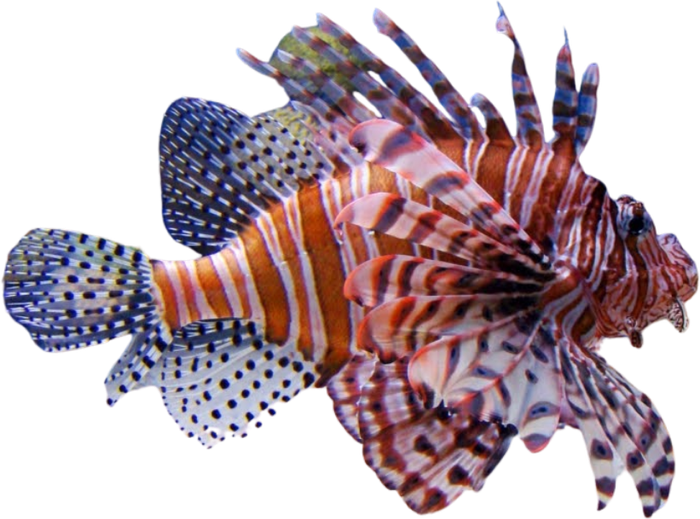 Poisson-lion (rascasse volante) — Pterois volitans
