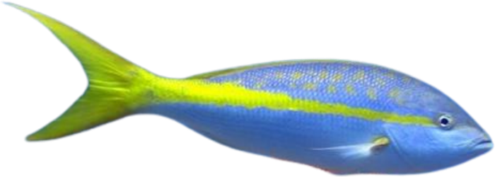 Vivaneau queue jaune — Ocyurus chrysurus