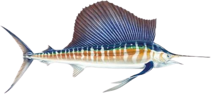 Voilier de l'Atlantique — Istiophorus albicans