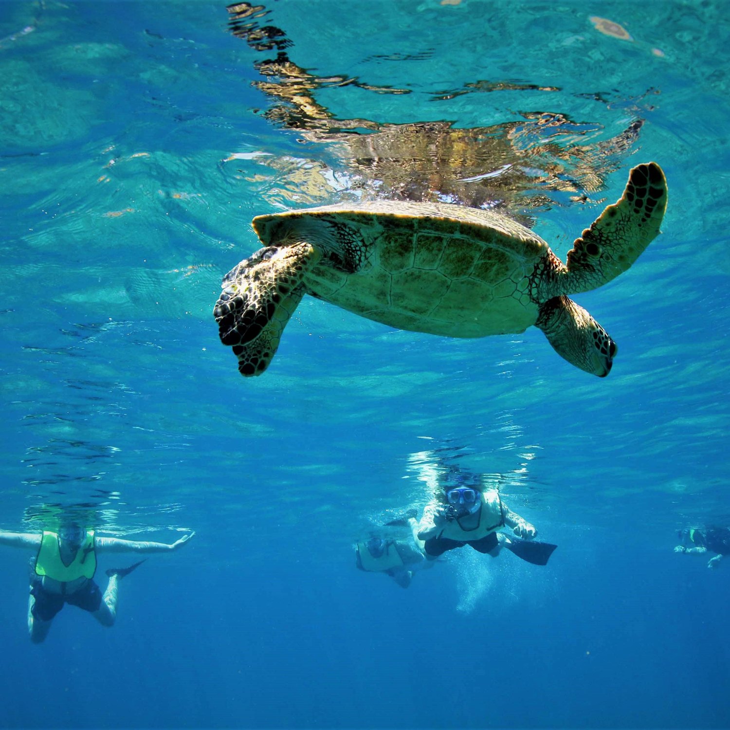 Snorkeling avec une tortue verte en Martinique