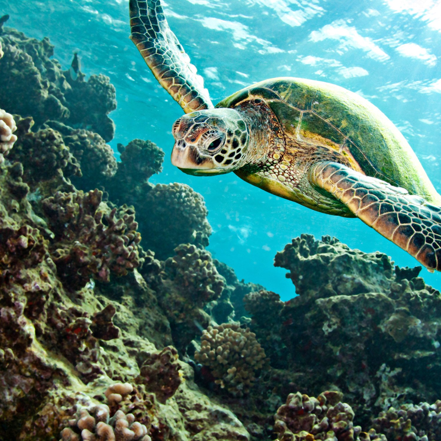 Tortue verte nageant au-dessus des fonds coralliens en Martinique