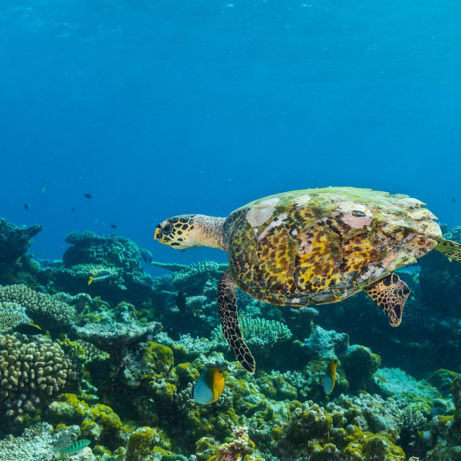 Tortue marine observee lors d'une excursion snorkeling en Martinique