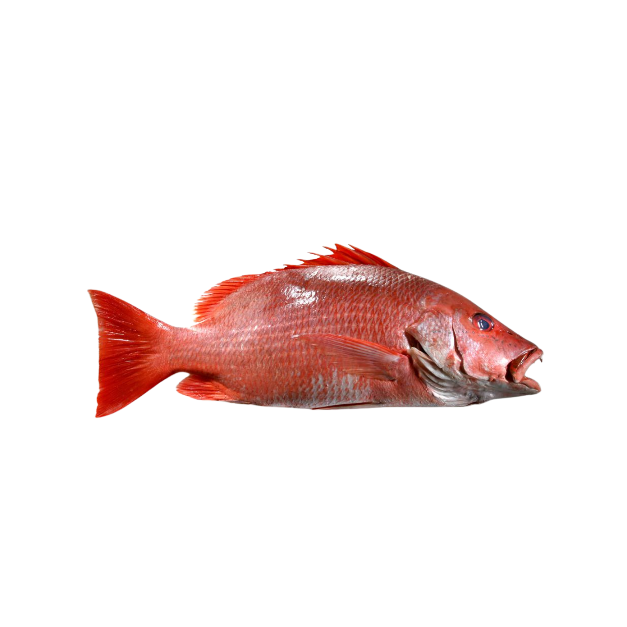 Vivaneau